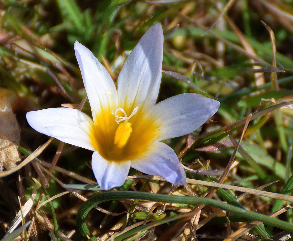 Crocus-leaved Romulea