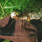 Giant Ichneumon