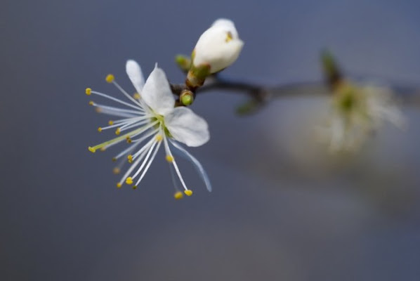 fiore di ciliegio di giobberto