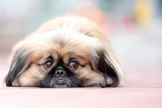 これまでで最高の可愛い犬 壁紙 花の画像