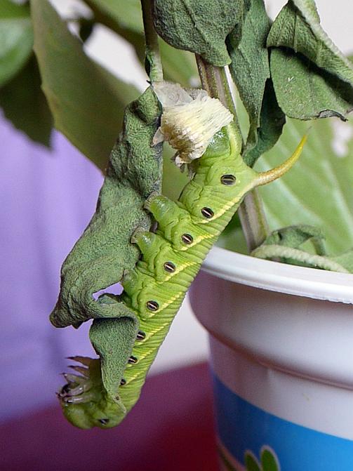 Convolvulus Hawkmoth Caterpillar