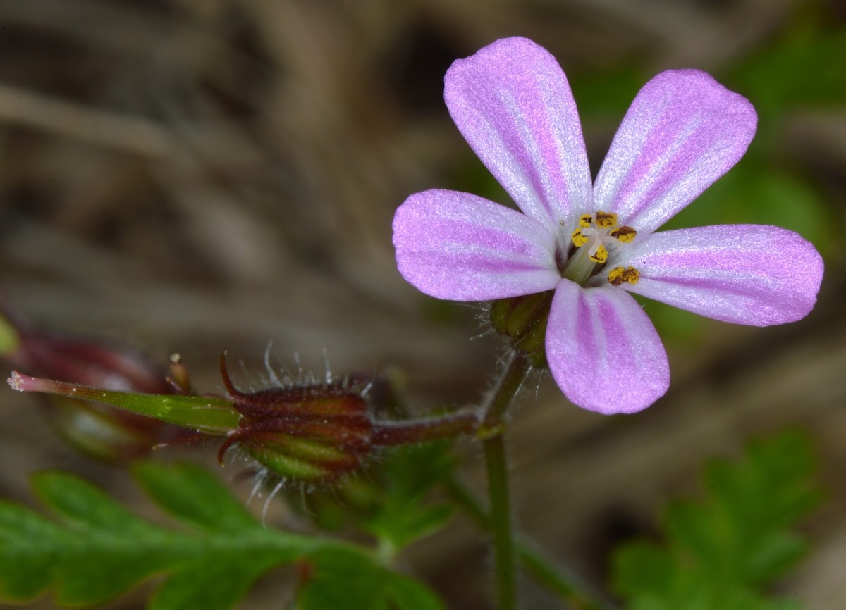 Herb Robert