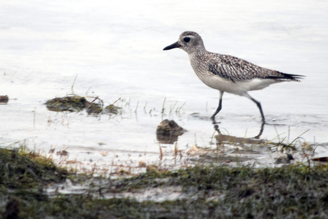 Black-bellied Plover