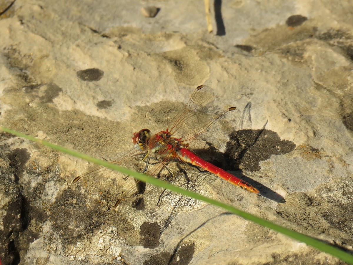 Common darter