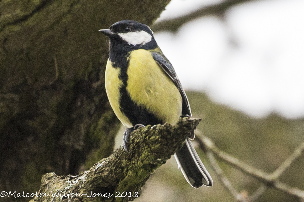 Great Tit