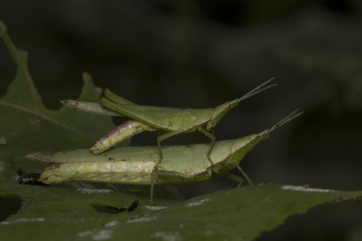 Cone-headed Grasshoppers