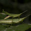 Cone-headed Grasshoppers