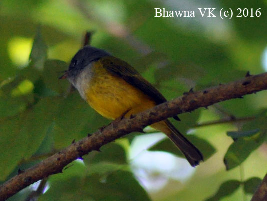 Grey headed canary flycatcher