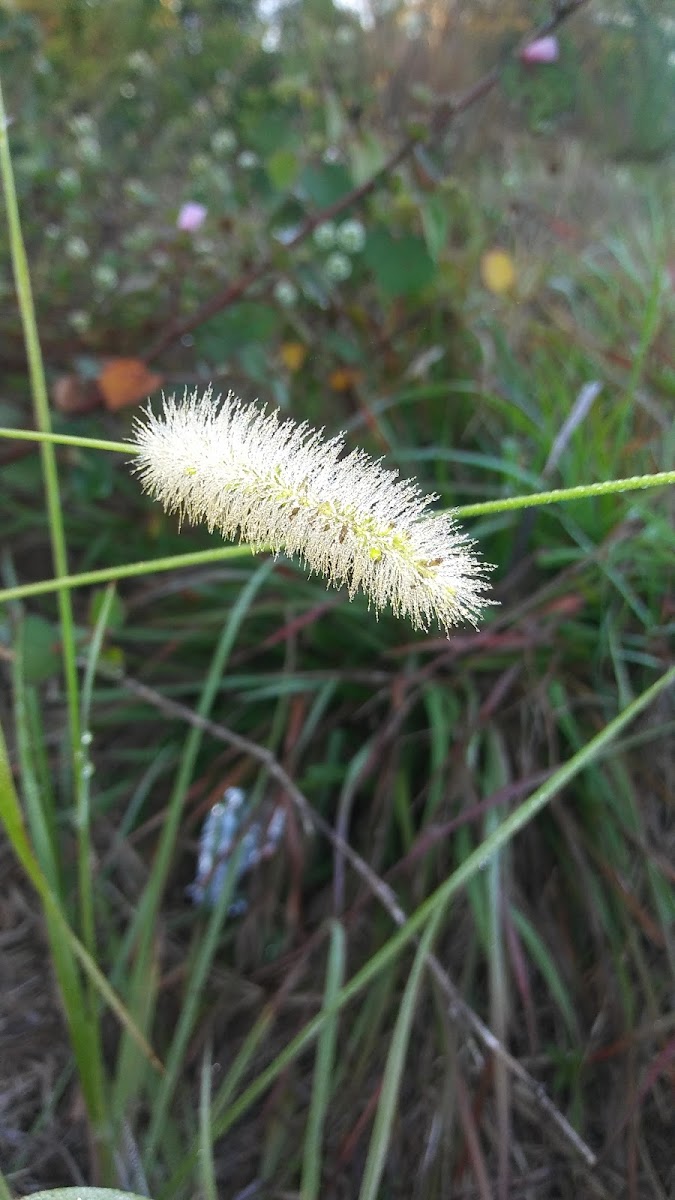 Yellow foxtail grass