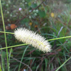 Yellow foxtail grass