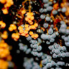 Slime Mold