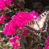 Old World swallowtail