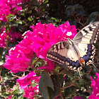 Old World swallowtail