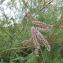 The Nile Tamarisk