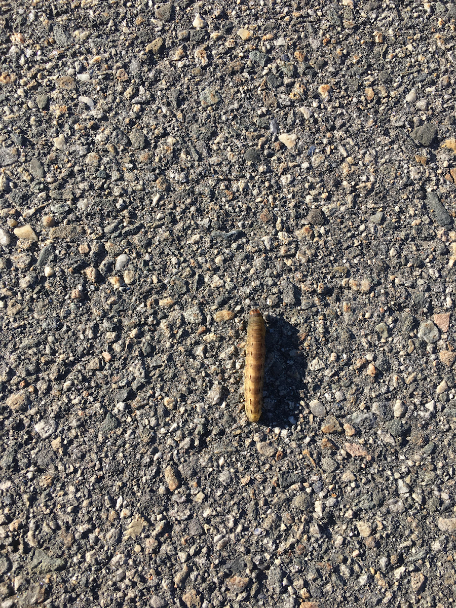 large yellow or European underwing