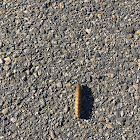 large yellow or European underwing