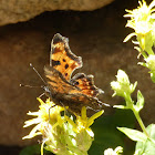 Hoary Comma