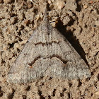 Widespread Heath Moth