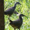 White-breasted Waterhen