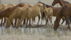 Controlling Wild Horses; Irrigation Revival; Regenerative Farming thumbnail