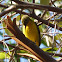 Olive-backed Sunbird (Female)