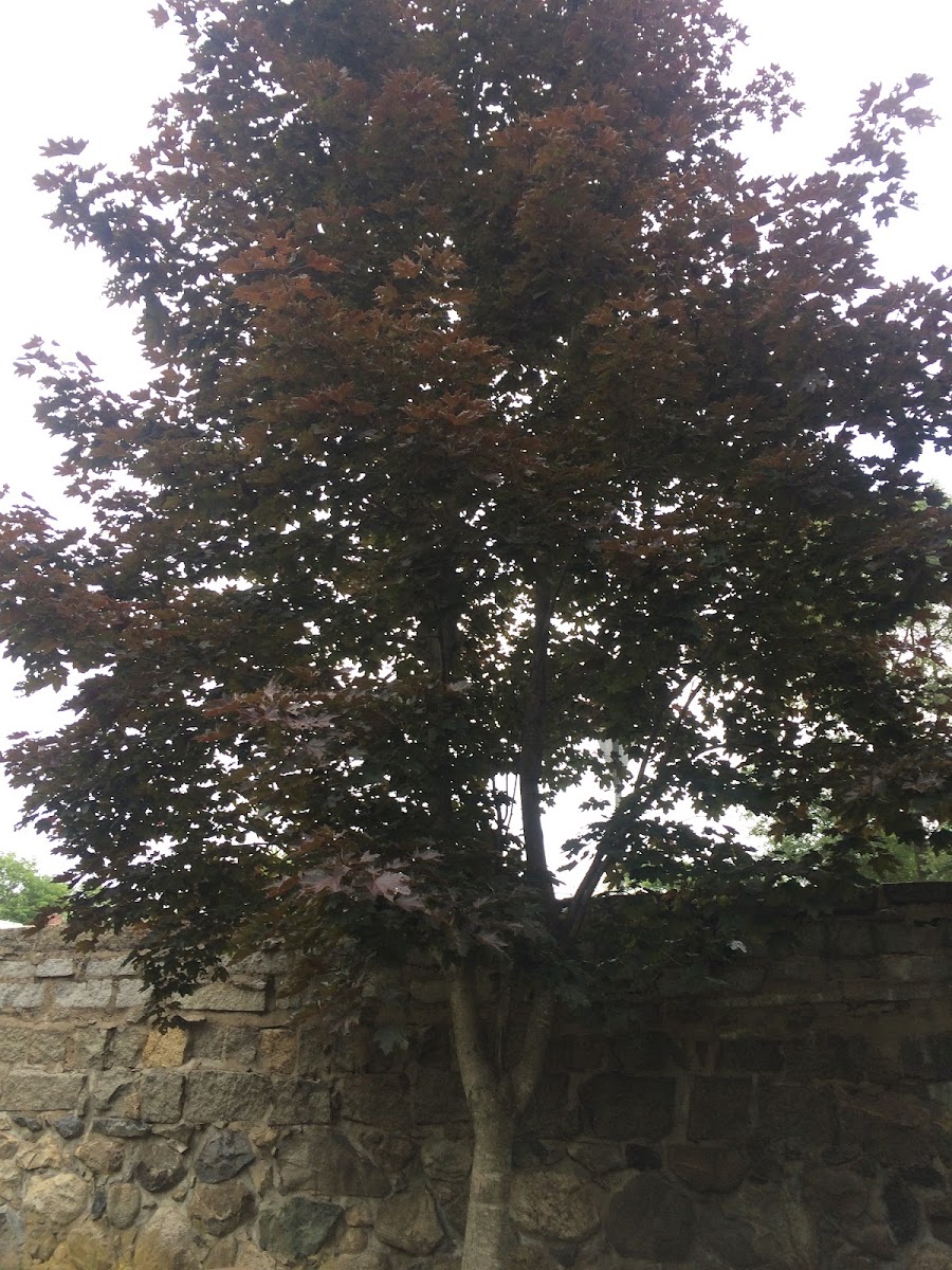 Crimson King Norway Maple