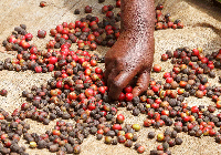 A coffee farmer picks ripe berries.