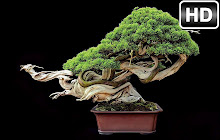 Bonsai Tree Wallpapers HD Custom Trees NewTab small promo image