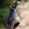 Gambel's Quail