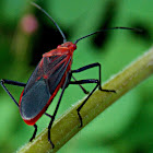 Leptocoris (Rhopalidae)