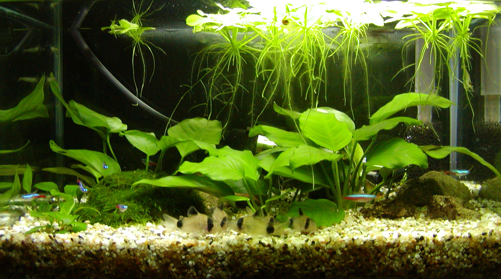 Anubias plants in aquarium