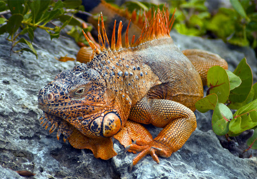 Orange iguana in Chankunaab National Park, Cozumel, Mexico