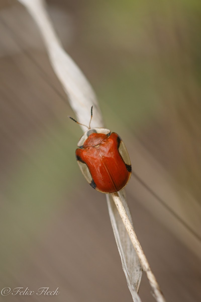 Tortoise Beetle