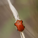 Tortoise Beetle