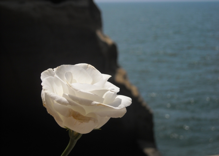 Purezza di un fiore di angeladl