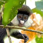 Red Tailed Monkey