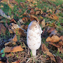 Shaggy Ink Cap