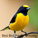 Cover Image of Download Best Bird Master Chirping 1.0 APK