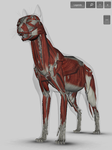 3D Cat Anatomy