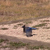 Steller's Jay