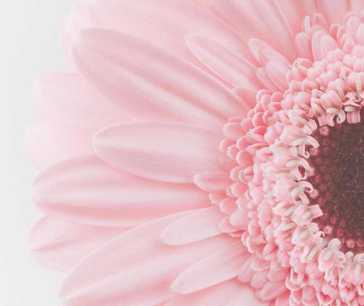 iPhone and Android Wallpapers: Beautiful Pastel Flower Wallpaper for