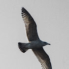 Herring Gull