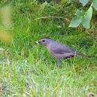 Gray Catbird