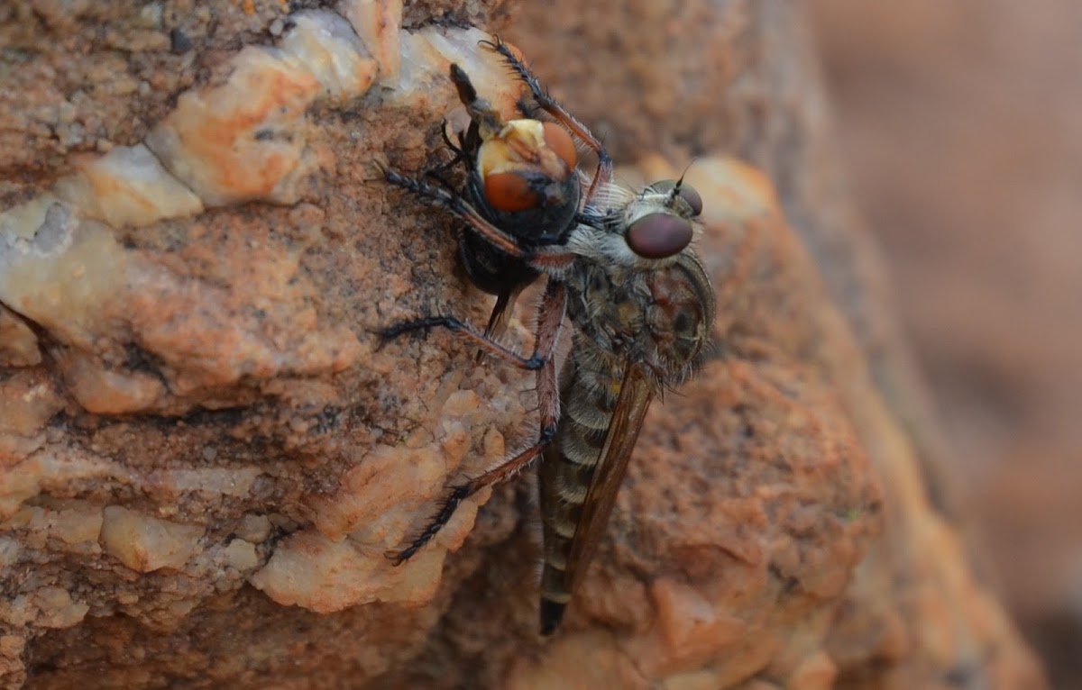 Robberfly with prey