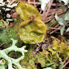 Greenleaf tuckermannopsis lichen