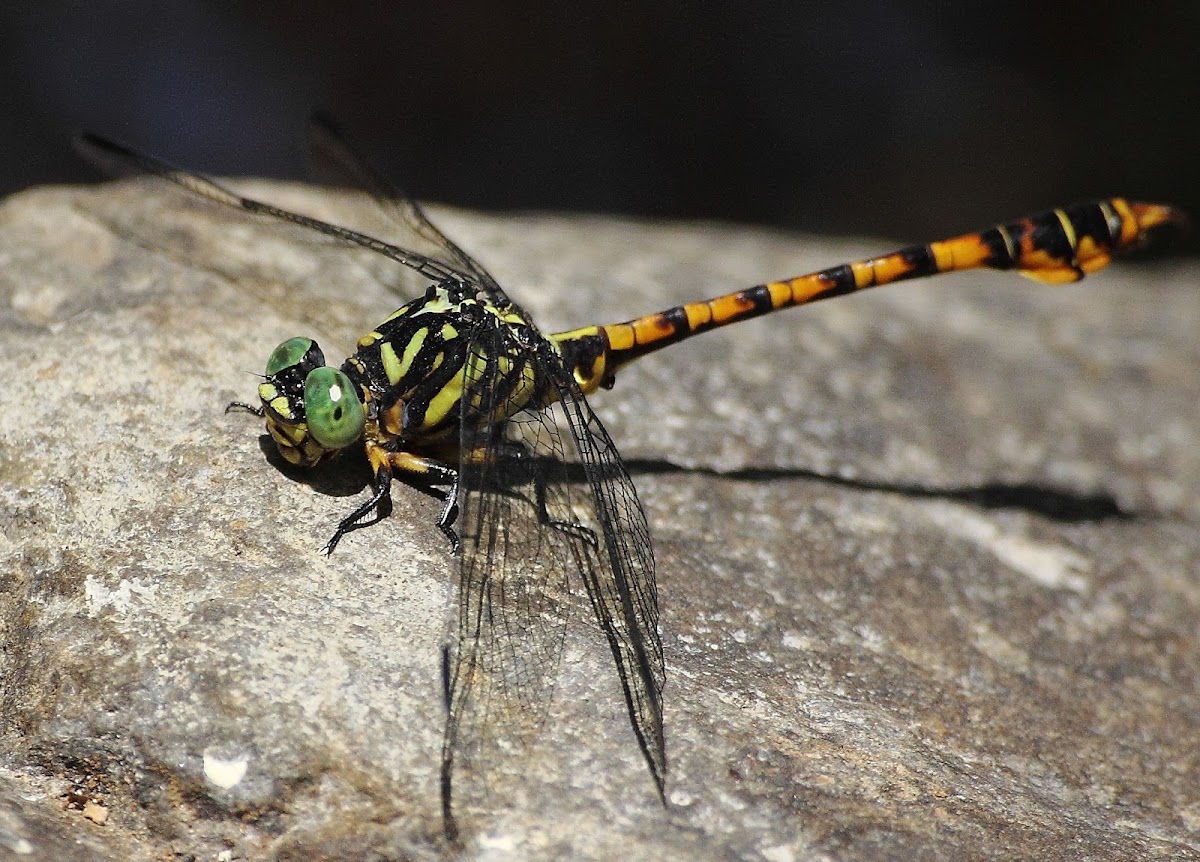 Flavohamatus - Hocktail