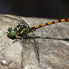 Flavohamatus - Hocktail