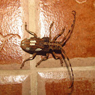 Long-horned beetle