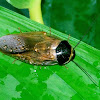 The Surinam cockroach