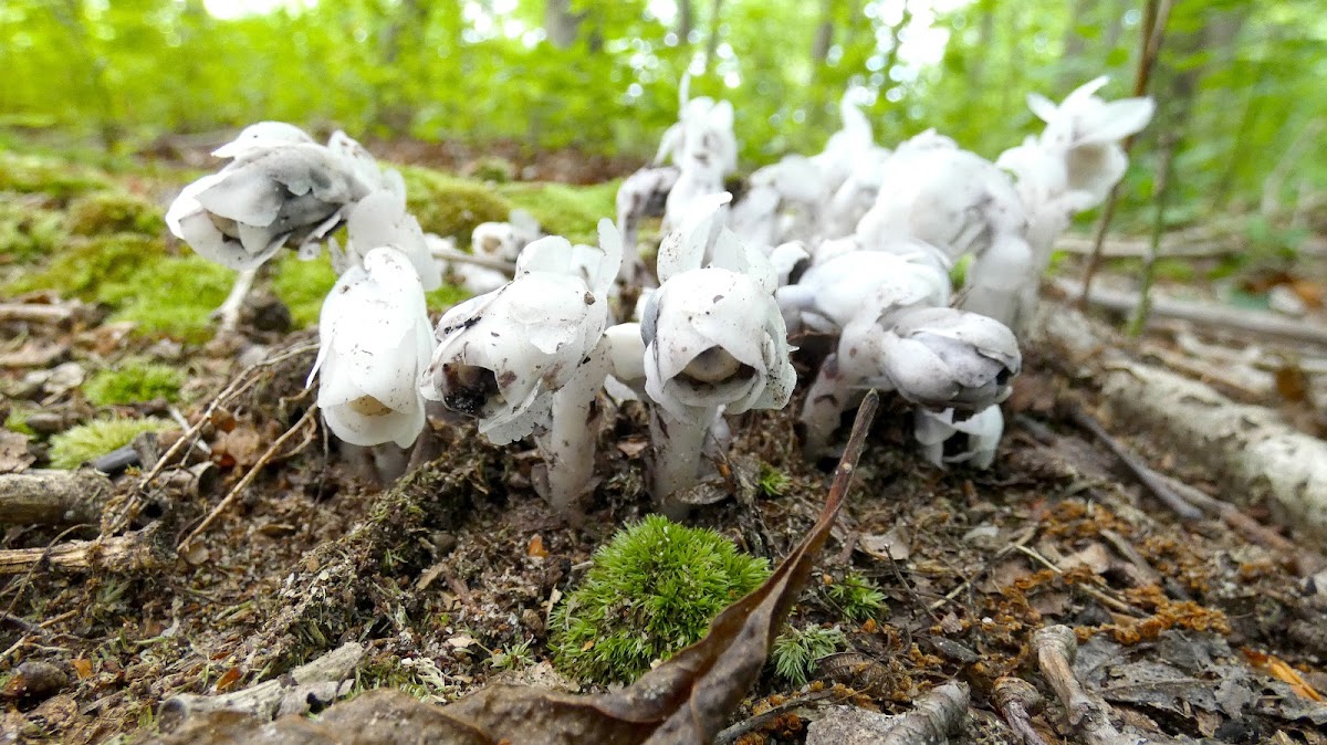 Indian Pipe